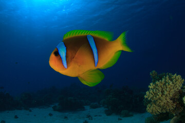 Close-up of a clownfish protecting the reef where its anemone home is located.