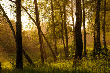 Golden light illuminates a rainy forest, highlighting birch trees and lush green grass. Water...