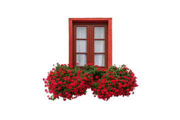 Red rustic window with abundant cascading red geraniums, white lace curtains, charming cottage style, isolated on a transparent background