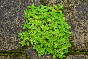 Small green leaves on dirty floor closeup