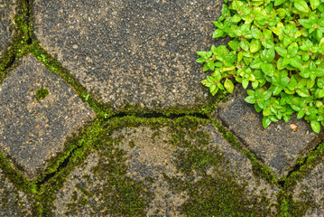 Small green leaves on dirty floor closeup