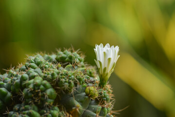 White cactus flower blooming closeup