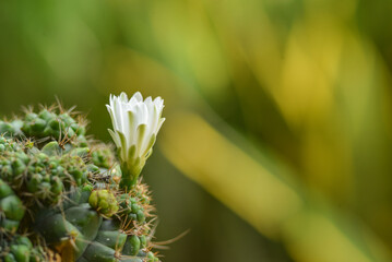 White cactus flower blooming
