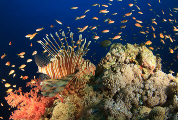 Spectacular image of a colorful and frenetic reef with fish moving at high speed