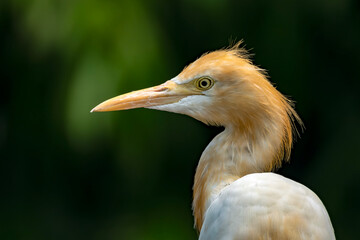 Kuntul besar (Ardea alba), juga dikenal sebagai kuntul besar