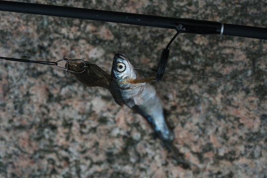 Close up of smash fish being used as bait on a fishing line