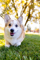 Close Cute Corgi Dog Face