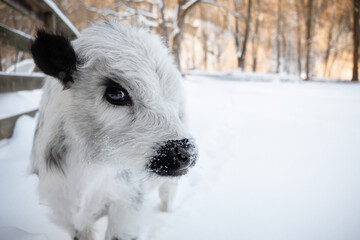 White baby mini Highpark cow in snowy winter pasture