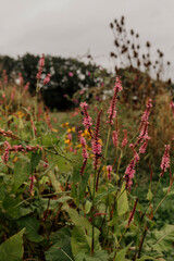 Sunflowers and wildflowers blooming under cloudy sky