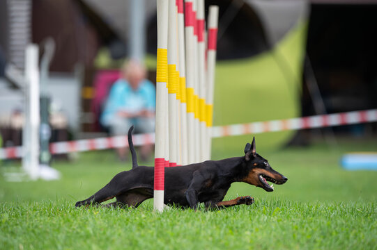 A German pinscher running a slalom in agility competition.