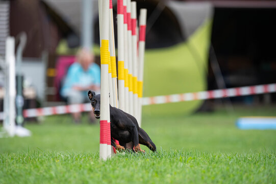 A German pinscher running a slalom in agility competition.