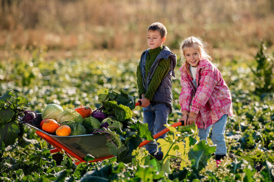 children pushing wheelbarrow full of vegetables through field.