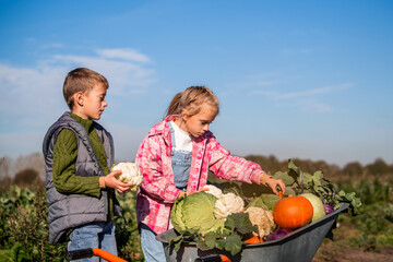 Fototapeta premium Boy and girl harvesting fresh vegetables in a farm field