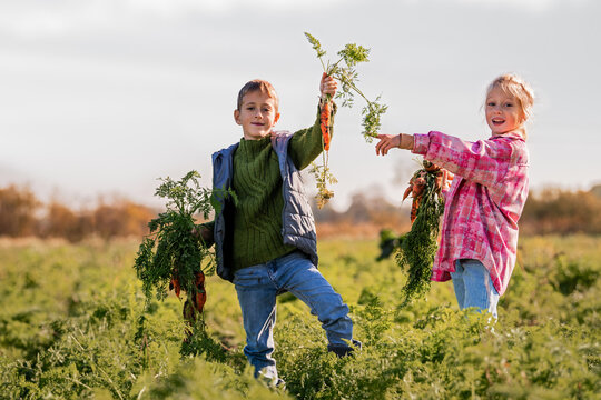 Boy and girl harvesting fresh carrots from a farm field. - Powered by Adobe