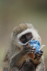 Monkey eating out of a plastic bag