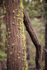 Tree trunk with scattered moss patches in quiet Yosemite forest