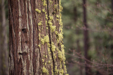 Close up of moss-covered tree bark in Yosemite forest