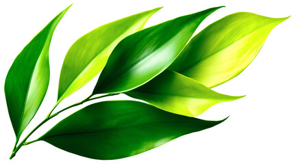 Fototapeta premium Vibrant Green Leaves