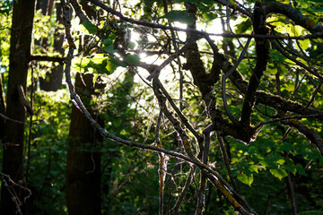 Golden sunlight streams through dense forest branches, illuminating vibrant green leaves and...