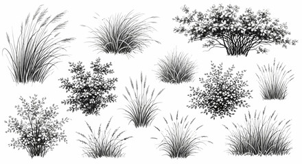 Collection of sketched grass and bushes in varying shades of gray and black on a white background, white background © Alfarizi