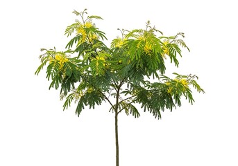 Beautiful Cassia leptophylla tree with green leaves and yellow flowers on white background.