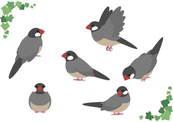 かわいい文鳥のベクターイラスト素材セット