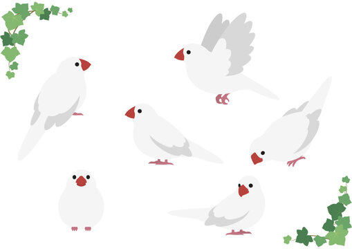 白文鳥 Images – Browse 442 Stock Photos, Vectors, and Video