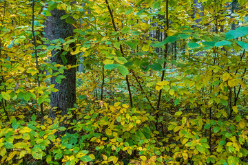 Trees in Bialowieza Forest in Poland, autumn, background