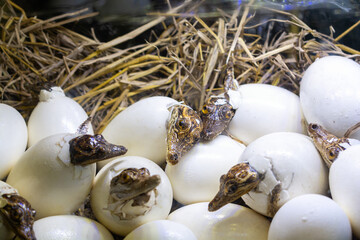 Baby crocodiles hatching from eggs, Baby crocodiles in farm, New born freshwater crocodiles.