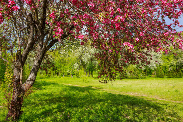 Naklejka premium Vibrant pink blossoms adorn a beautiful tree in a sun-drenched spring garden, overlooking a lush green meadow. White flowering trees dot the background under a clear blue sky