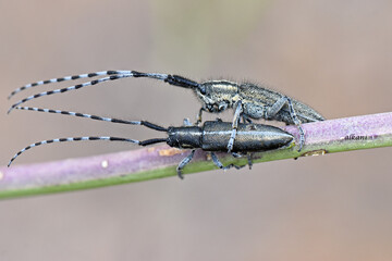 Two Cyprus longhorn beetles (Agapanthia nicosiensis) mating on a thin plant stem. The long-bodied insects feature striped antennae and are captured in a detailed macro close-up.