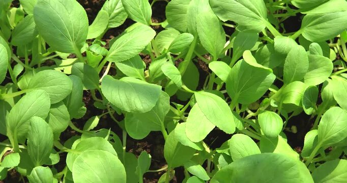 close up of bok choy