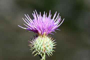 A bold close-up of a thistle flower head, showcasing its vibrant lavender-pink corolla atop a fiercely spiked green base. The wild bloom contrasts against a dark, smooth background.