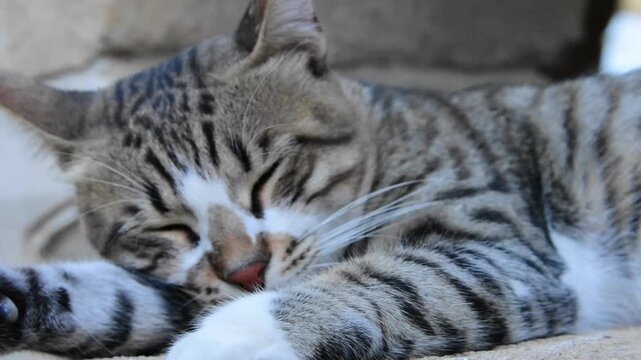 Close-up of a relaxed tabby cat sleeping peacefully outdoors. The kitten has distinctive striped fur and white paws, resting its head on its arm in a moment of calm and solitude.