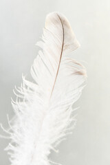An ultra close-up of a delicate white feather with a soft, downy base and a faint brown rachis, captured vertically against a bright, muted gray-white background with soft, ethereal lighting.