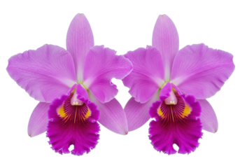 Two exquisite Cattleya orchids, vibrant fuchsia petals, deep purple ruffled labellum, isolated against a transparent studio background with copy space, concept of elegant botanical beauty