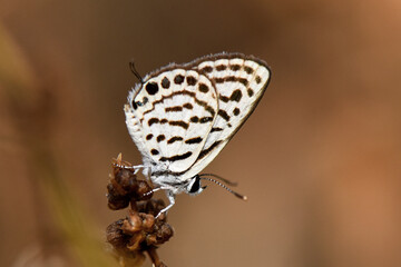 Close-up of a Balkan Pierrot (Tarucus balkanicus), also known as the Little Tiger Blue, resting on a dry flower head with its distinctive black-and-white patterned underside.
