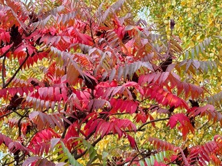 red and yellow flowers
