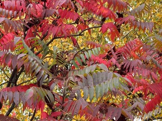 autumn leaves background