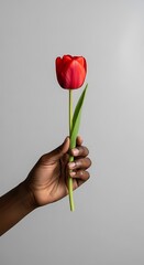 Hand holding a vibrant red tulip against a neutral background.