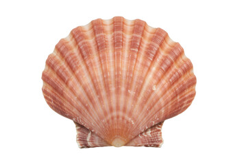Pristine scallop shell, delicate pink to rose hues, radial ridges, intricate texture, against a seamless bright white background with soft elongated shadows, macro close-up, Concept of natural marine