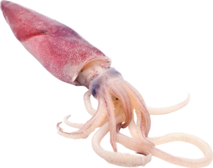 Fresh Squid Isolated On Transparent Background