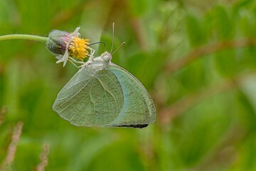Butterfly-Mottled Emigrant (Catopsilia pyranthe): Leaf-Like Butterfly Feeding on Wildflower. A delicate butterfly with leaf-patterned wings rests on a wildflower.