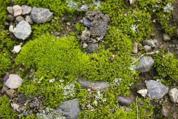 A close-up of moss and stones.
