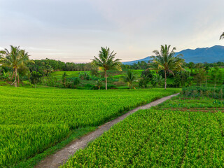 Naklejka premium Beautiful morning view indonesia Panorama Landscape paddy fields with beauty color and sky natural light
