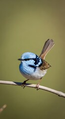 Obraz premium Azure Beauty - A Splendid Fairy-Wren Perched on a Branch.