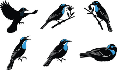 Naklejka premium Stylized honeyeater bird vector illustration, black and blue tropical birds in flight, perched, singing, feeding, artistic wildlife design for nature content
