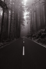 Mysterious Foggy Forest at Dusk
