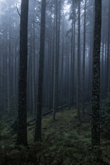 Mysterious Foggy Forest at Dusk
