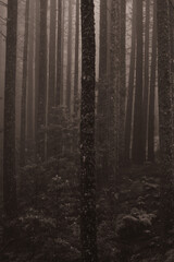 Mysterious Foggy Forest at Dusk
